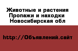 Животные и растения Пропажи и находки. Новосибирская обл.
